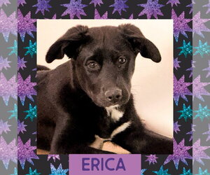 Scottish Collisky Dogs for adoption in Littleton, CO, USA