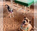 Small Photo #235 Mutt Puppy For Sale in Kanab, UT, USA