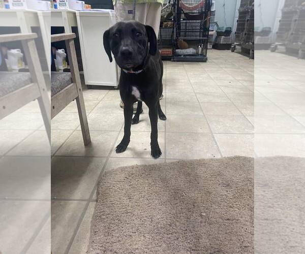 Medium Photo #1 Mutt Puppy For Sale in Frenchburg, KY, USA