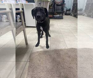 Mutt Dogs for adoption in Frenchburg, KY, USA