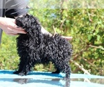 Small #39 Poodle (Toy)