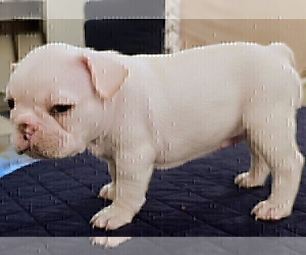 Medium Photo #1 French Bulldog Puppy For Sale in CHINO HILLS, CA, USA