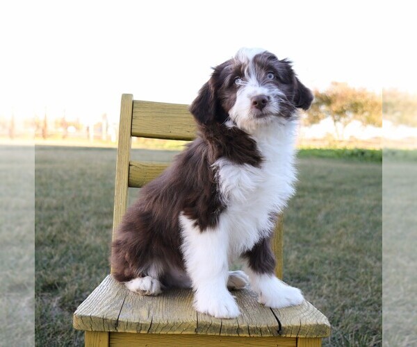 Medium Photo #1 Aussie-Poo Puppy For Sale in ARTHUR, IL, USA