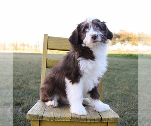 Aussie-Poo Puppy for sale in ARTHUR, IL, USA