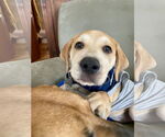 Small Photo #21 Retriever -Unknown Mix Puppy For Sale in Holly Springs, NC, USA