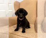 Small #6 Golden Shepherd