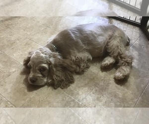 Cocker Spaniel Puppy for sale in CADDO, OK, USA