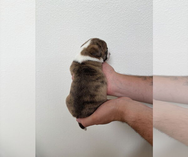 Medium Photo #3 Boston Huahua Puppy For Sale in Bellevue, WA, USA