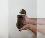 Small #2 Boston Huahua