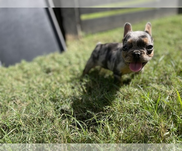 Medium Photo #16 French Bulldog Puppy For Sale in CYPRESS, TX, USA
