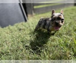 Small Photo #16 French Bulldog Puppy For Sale in CYPRESS, TX, USA