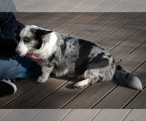 Mother of the Cardigan Welsh Corgi puppies born on 02/20/2025