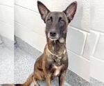 Small #1 Mutt