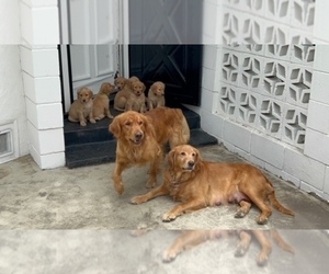 Golden Retriever Litter for sale in STOCKTON, CA, USA