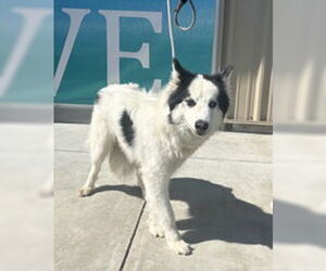Siberian Husky Dogs for adoption in Salinas, CA, USA