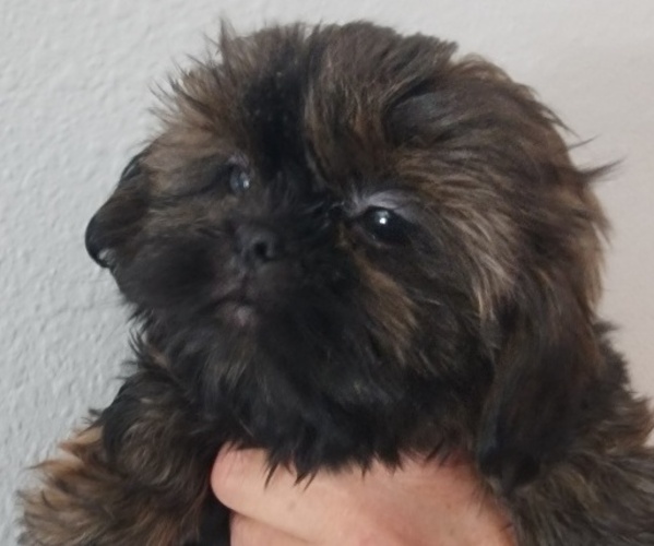 Medium Photo #4 Shih Tzu Puppy For Sale in WESLEY CHAPEL, FL, USA