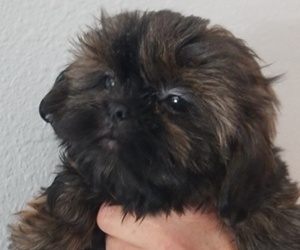 Medium Shih Tzu