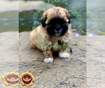 Puppy 3 Shih Tzu