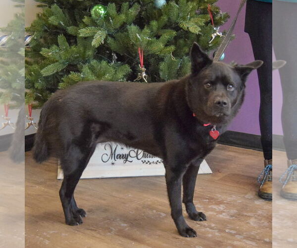 Medium Photo #2 German Shepherd Dog-Unknown Mix Puppy For Sale in Huntley, IL, USA