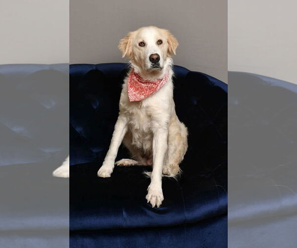 Medium Photo #6 Great Pyrenees Puppy For Sale in Spring, TX, USA