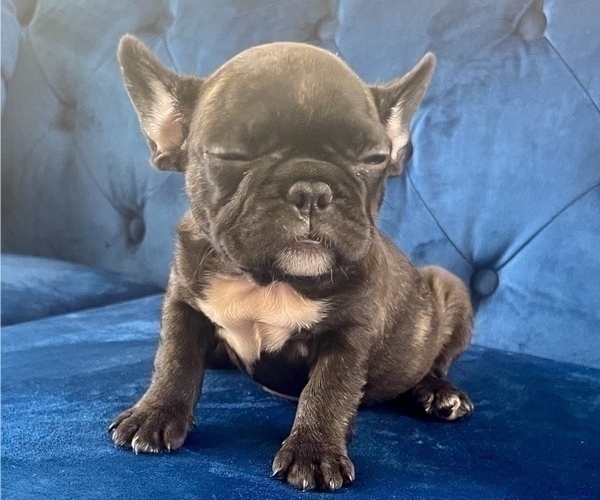 Medium Photo #9 French Bulldog Puppy For Sale in JACKSON, MS, USA