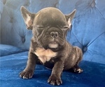 Small Photo #9 French Bulldog Puppy For Sale in JACKSON, MS, USA