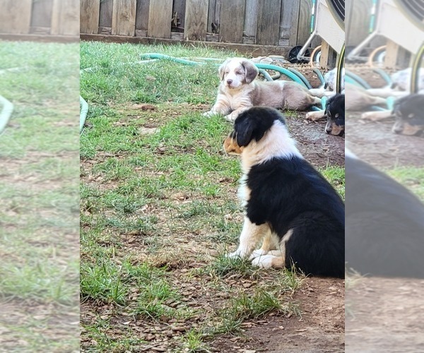 Medium Photo #2 Australian Shepherd Puppy For Sale in SALEM, OR, USA