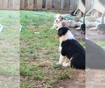 Small #1 Australian Shepherd