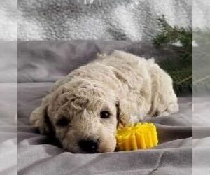 Bichpoo Puppy for sale in ARTHUR, IL, USA