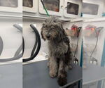 Small #3 Poodle (Standard) Mix