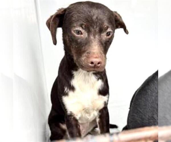 Medium Photo #1 Chihuahua Puppy For Sale in Houston, TX, USA