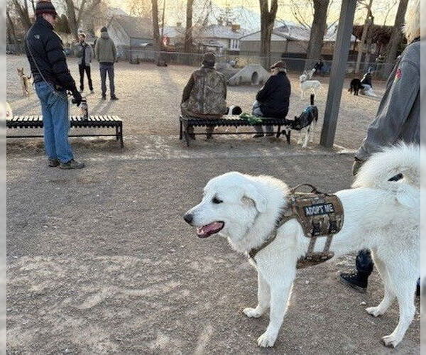 Medium Photo #4 Great Pyrenees Puppy For Sale in Bountiful, UT, USA