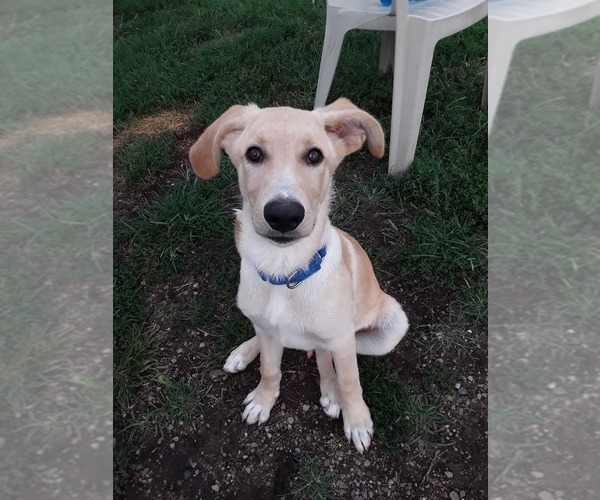 Medium Photo #1 Labrador Retriever-Retriever  Mix Puppy For Sale in South Bend, IN, USA
