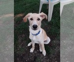 Small Labrador Retriever-Retriever  Mix