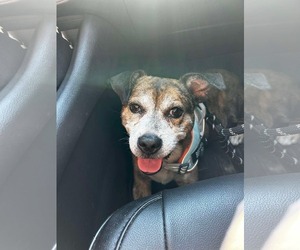 Bogle Dogs for adoption in Spring Lake, NC, USA