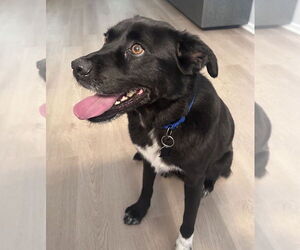 Labrador Retriever-Unknown Mix Dogs for adoption in Mundelein, IL, USA