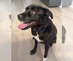 Small Labrador Retriever Mix