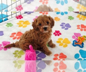 Cavapoo (Miniature)-Poodle (Toy) Mix Puppy for sale in ORO VALLEY, AZ, USA