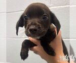 Small #1 Mutt
