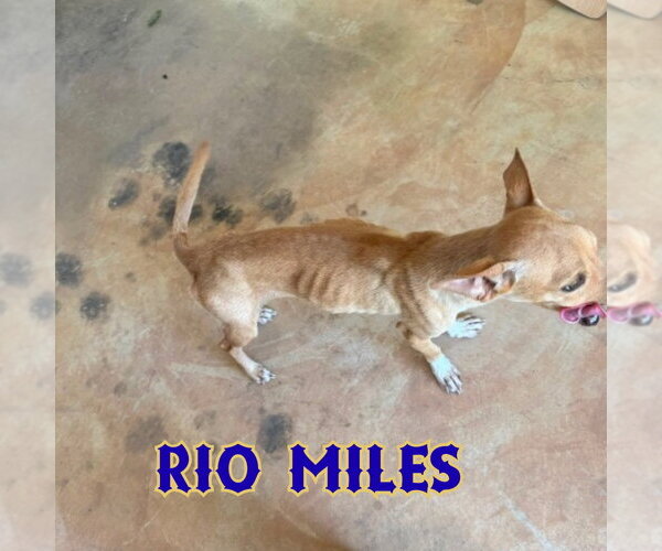Medium Photo #8 Dachshund-Unknown Mix Puppy For Sale in San Antonio, TX, USA