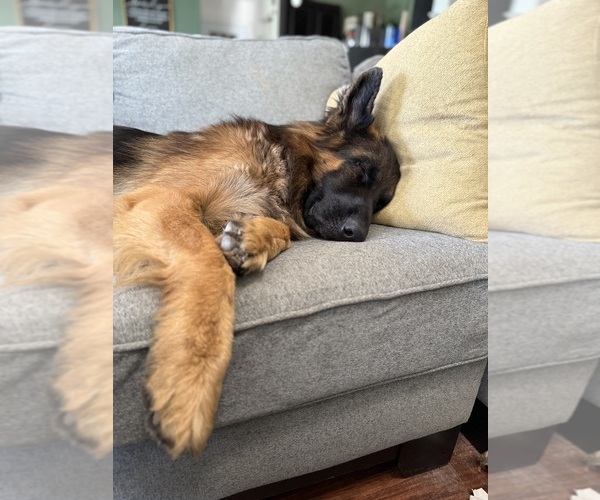 Medium Photo #11 German Shepherd Dog Puppy For Sale in BRUCEVILLE, TX, USA