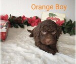Small Photo #8 Portuguese Water Dog Puppy For Sale in PARMA, ID, USA