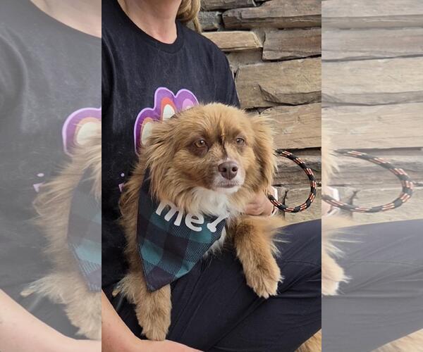 Medium Photo #5 Australian Shepherd Puppy For Sale in Overland Park, KS, USA