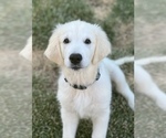 Small Photo #1 English Cream Golden Retriever Puppy For Sale in LINCOLN, CA, USA