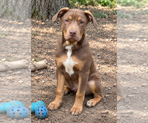 Black Mouth Cur-Unknown Mix Dogs for adoption in Euless, TX, USA