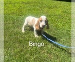 Puppy Bingo Beagle