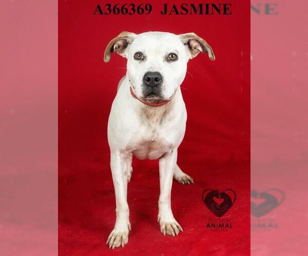 Medium Photo #2 American Pit Bull Terrier Puppy For Sale in Stockton, CA, USA