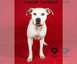 Small #1 American Pit Bull Terrier