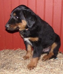 English Shepherd Puppy for sale in FREDERICKSBRG, PA, USA