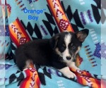 Puppy Orange Boy Pembroke Welsh Corgi